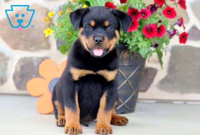 Bear Rottweiler 1-001