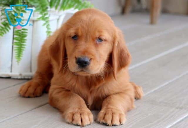 Bee Golden Retriever 1-001