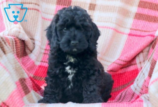 Boots Cockapoo 1-001
