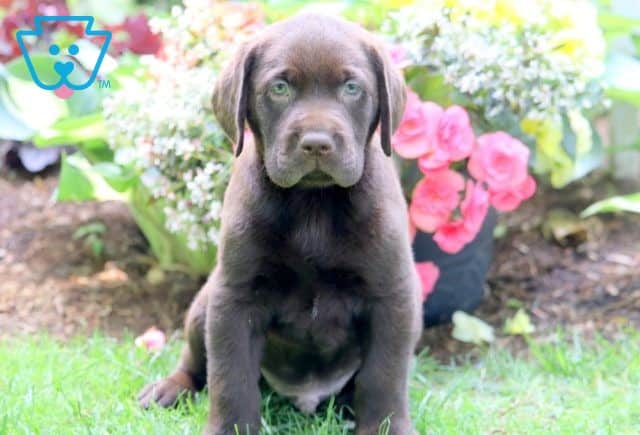 Bubba Chocolate Lab 1-001
