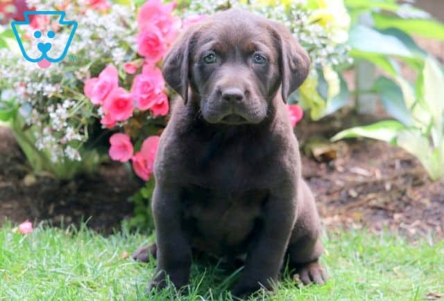 Buttercup Chocolate Lab 1-001
