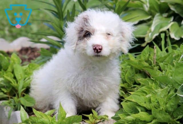 Chance Mini Labradoodle