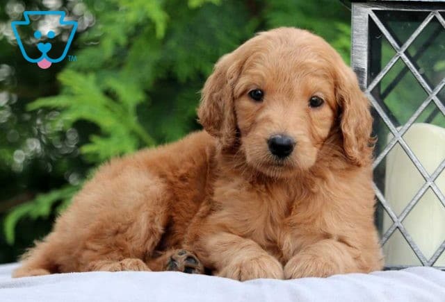 Cin Goldendoodle