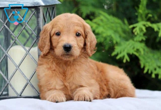 goldendoodle puppy for sale