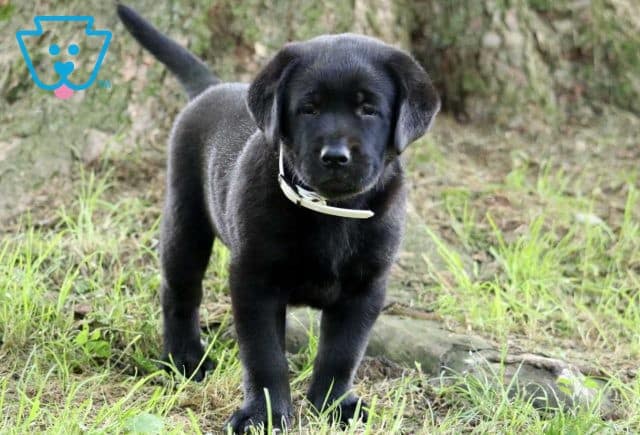 Clair Black Lab