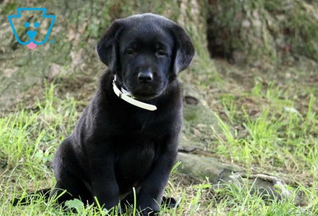 Clair Black Lab2
