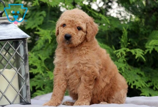 Cookie Goldendoodle