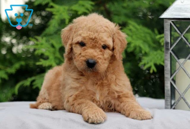 Cookie Goldendoodle2