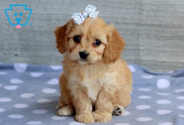 Cavachon Puppy for Sale
