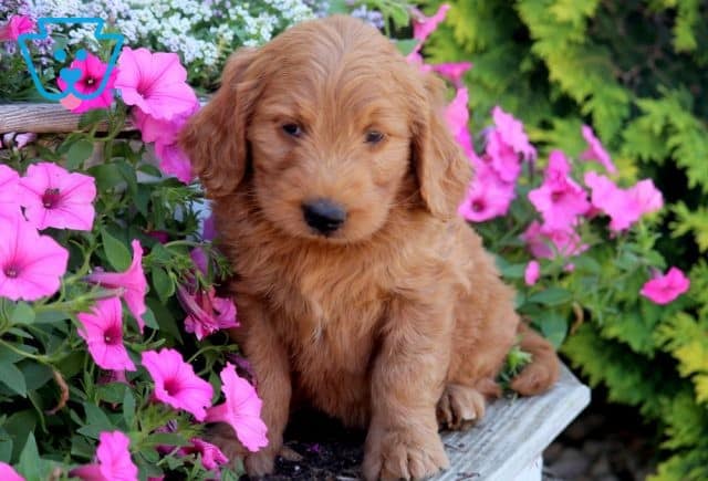 goldendoodle puppy for sale