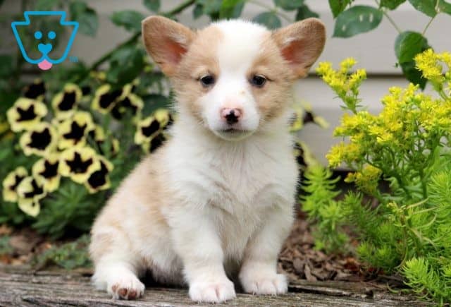 Darla Welsh Corgi 1-001