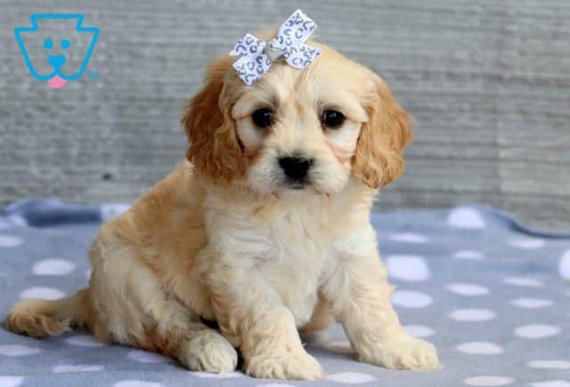 Cavachon Puppy for Sale