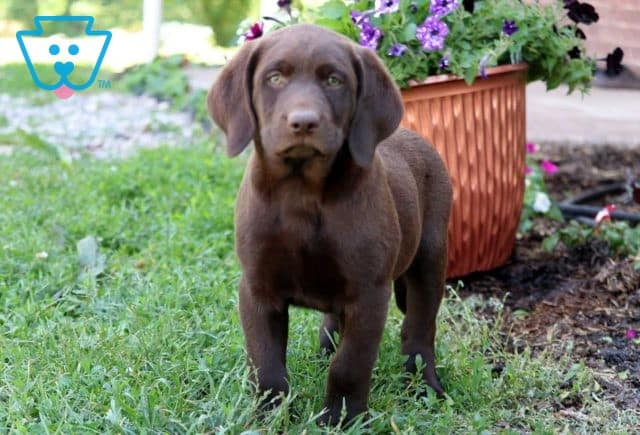 Diggy Choc Lab