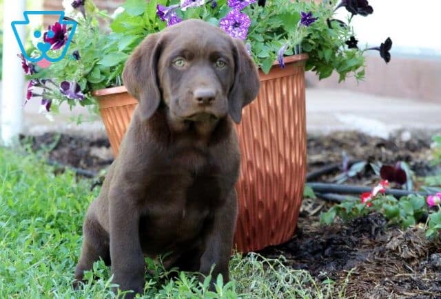 Diggy Choc Lab2