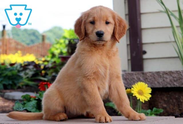 Dolly Golden Retriever 1-001