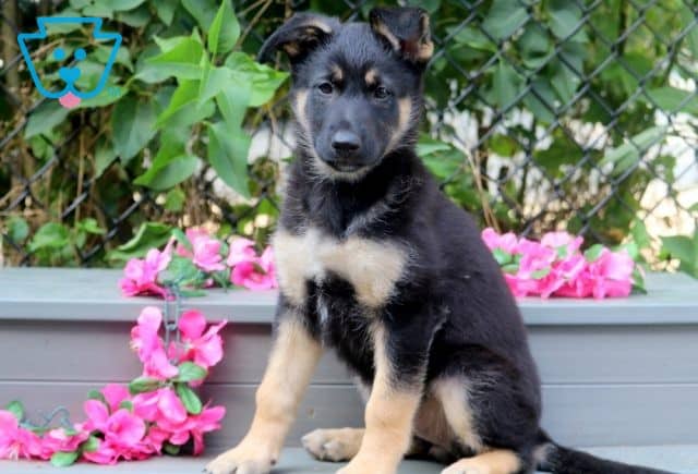 Dotti German Shepherd 1-001