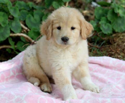 golden chow mix for sale
