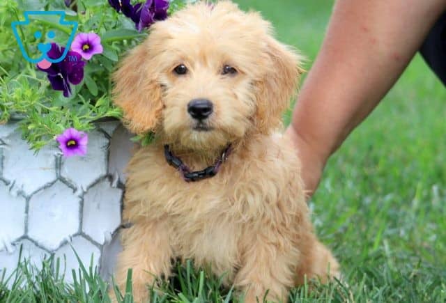Easter Mini Labradoodle 1-001