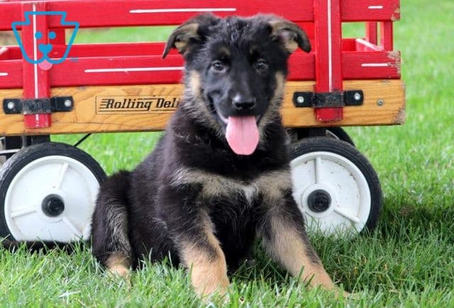 Fairy German Shepherd