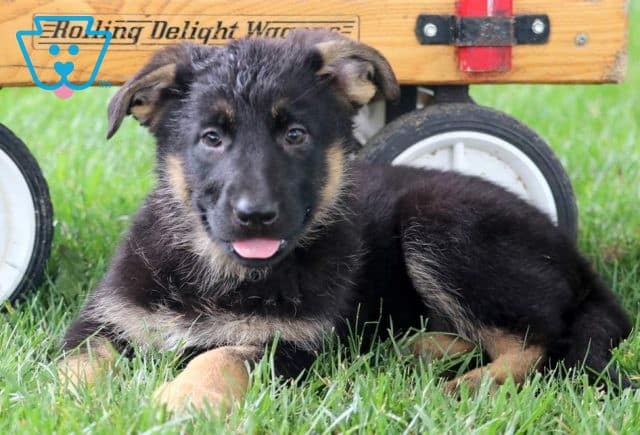 Fairy German Shepherd2