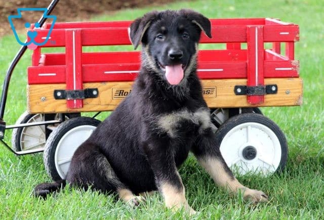 Flower German Shepherd