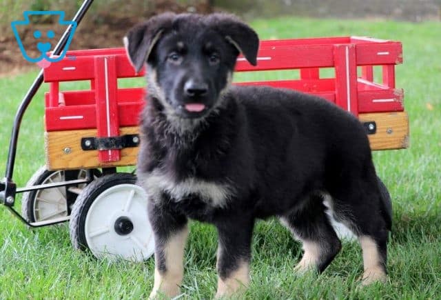 Flower German Shepherd2