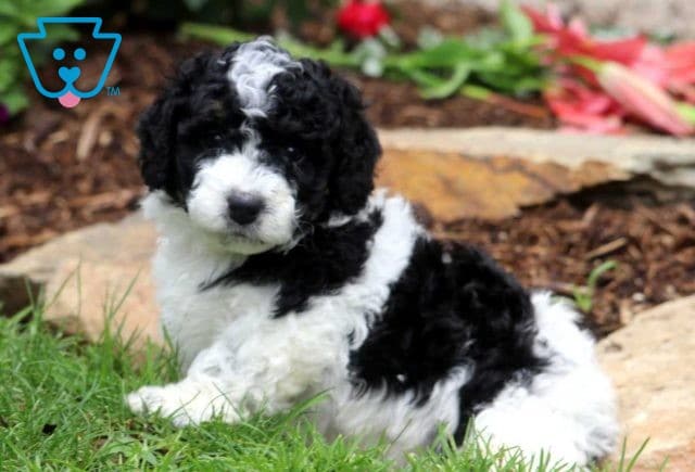 Flower Mini Bernedoodle