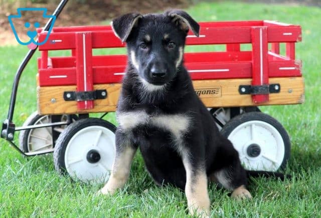 Forever German Shepherd