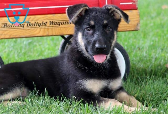 Forever German Shepherd2