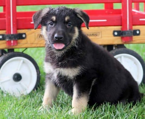 German Shepherd Puppies for Sale | Purebred German Shepherd Breeders