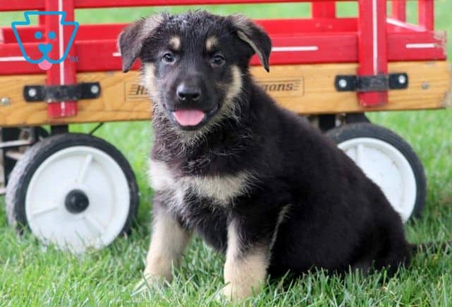 Freda German Shepherd