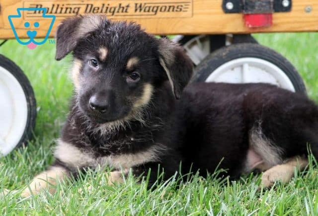 Freda German Shepherd2