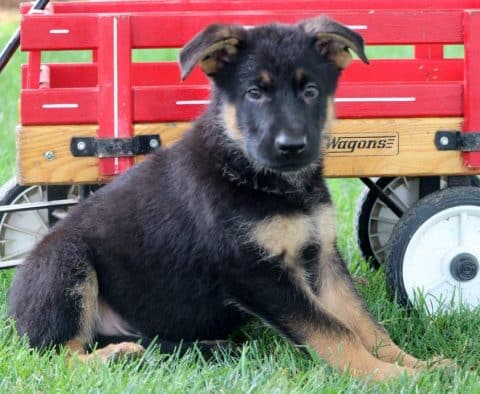 German Shepherd Puppies for Sale | Purebred German Shepherd Breeders