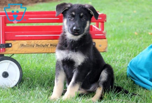 Frenchy German Shepherd