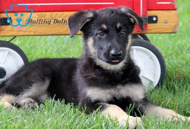 Frenchy German Shepherd2