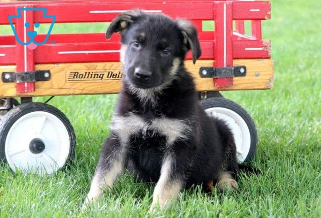 Frisky German Shepherd