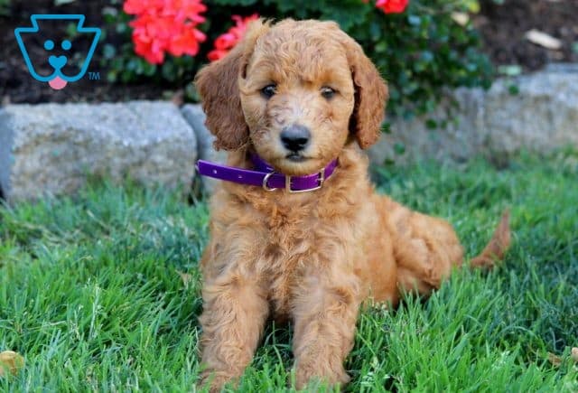mini labradoodle puppy for sale