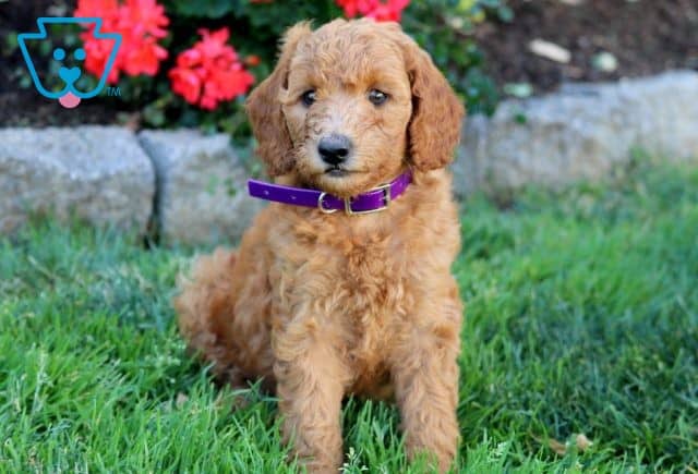 Gabby Mini Labradoodle 1-001