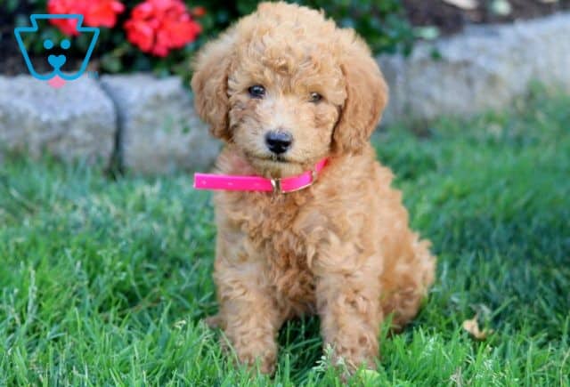 Georgia Mini Labradoodle 1-001