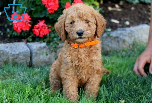 Gigi Mini Labradoodle 1-001