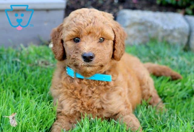 Ginger 2-001