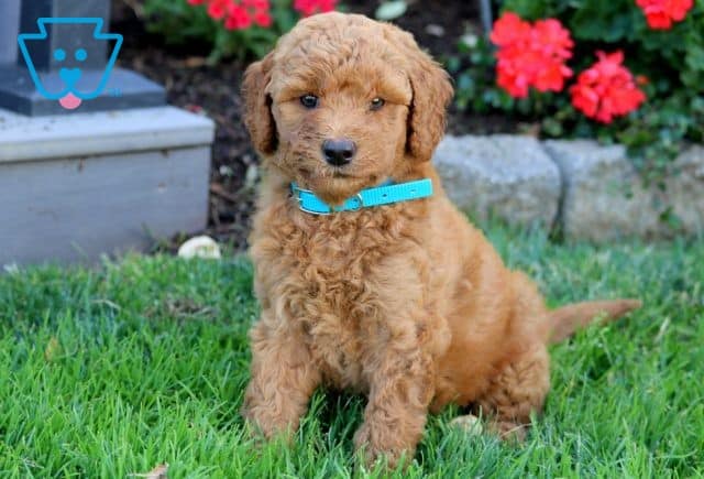 Ginger Mini Labradoodle 1-001