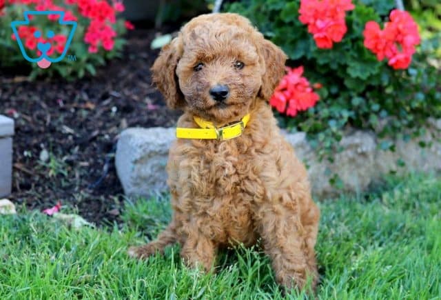 Girly Mini Labradoodle 1-001