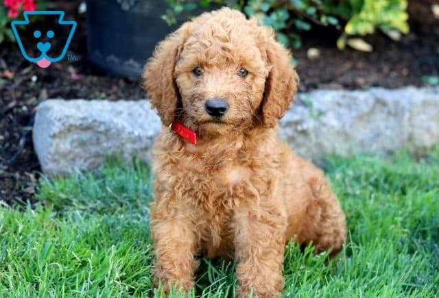 mini labradoodle puppy for sale