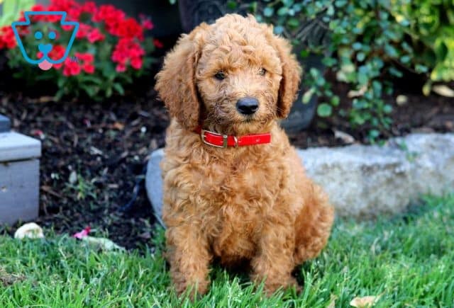 Gizmo Mini Labradoodle 1-001