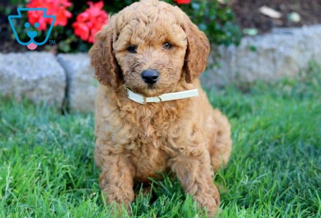 Gwenny Mini Labradoodle 1-001