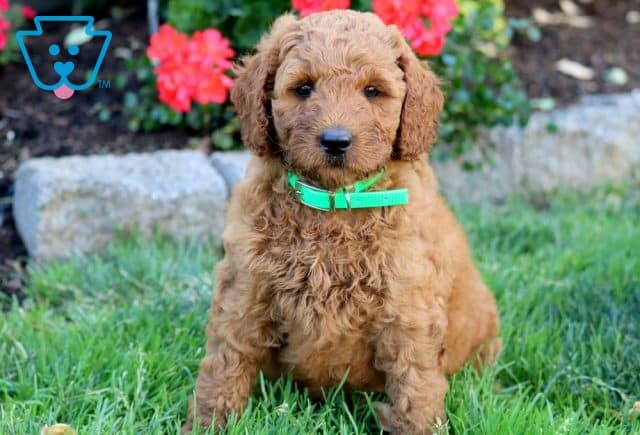 Gypsy Mini Labradoodle 1-001