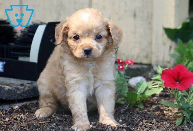 Harper Poodle Mix