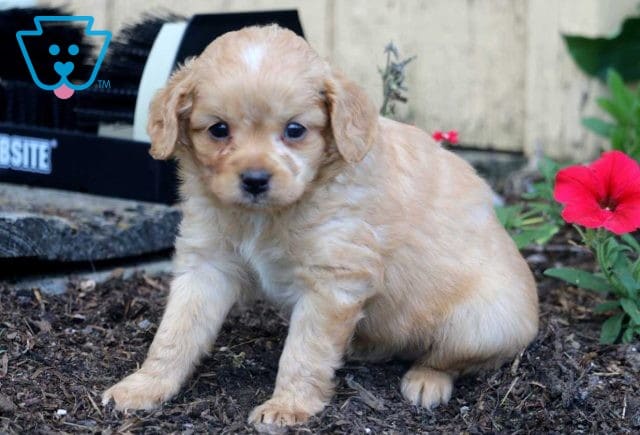 Harper Poodle Mix2