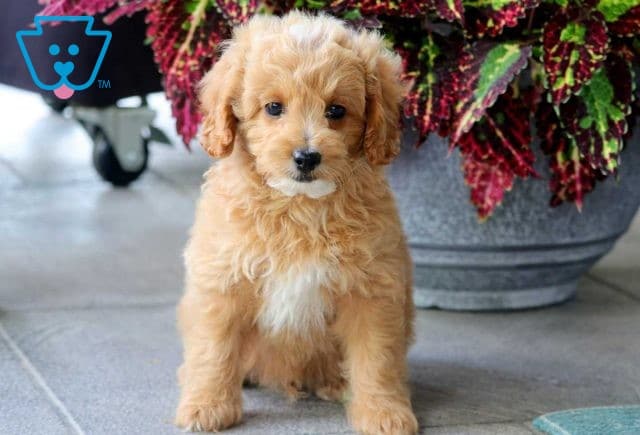 Hoops Cockapoo 1